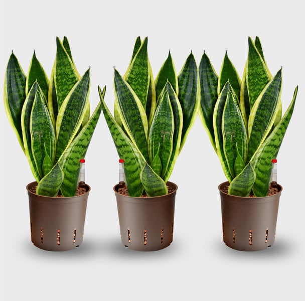 Büropflanzen Hydro Set Sideboard Sansevieria | 3er Hydrokultur Set mit Pflanzgefäß in weiß mit Gießhilfe| pflegeleichte Zimmerpflanzen