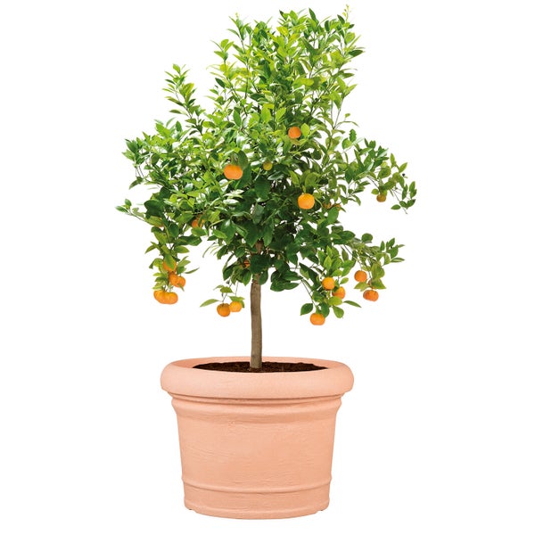 Scheurich 2er Set Blumentöpfe Formia 40, rund,  aus Kunststoff Farbe: Terracotta, 40 cm Durchmesser, 29,7 cm hoch, 20,5 l Vol.