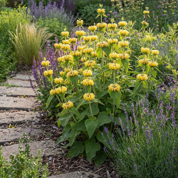 Gelbes Brandkraut Phlomis russeliana neben lila Lavendel an einem Gartenweg aus Steinplatten.