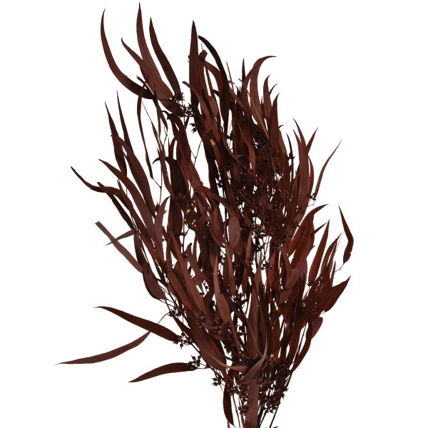 Getrockneter Eukalyptus-Zweig in Rotbraun mit länglichen Blättern und Fruchtständen für Dekoration.