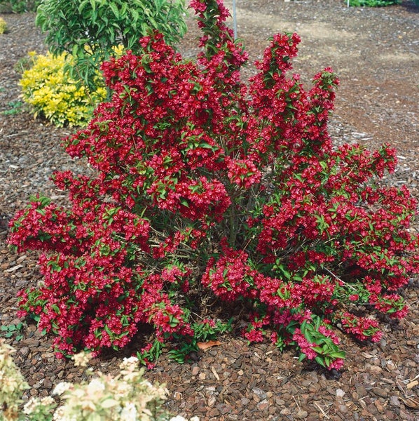 Weigela 'Nain Rouge', rotblühend, 40–60 cm
