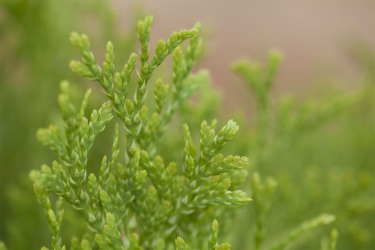 Thuja occidentalis 'Jantar', Lebensbaum, gelbgrün, 50–60 cm