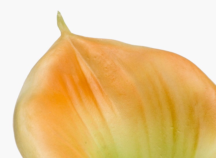 Königsbegonie Begonia Rex mit silbrig-grünen Blättern und rosa Adern im schwarzen Topf