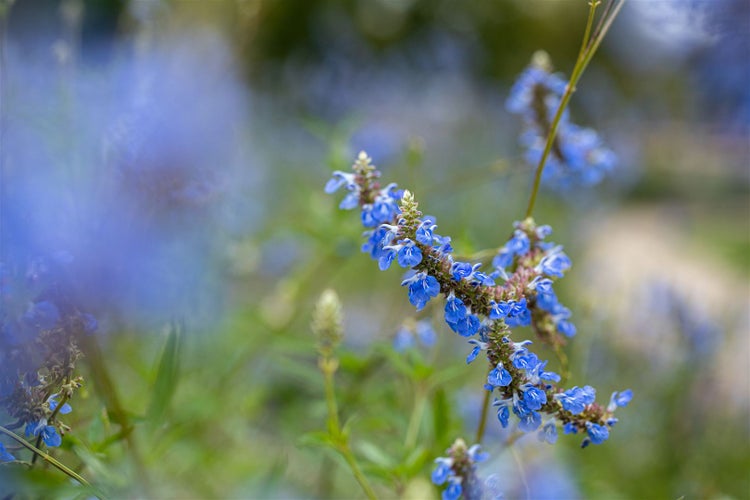 Blühende Salbeipflanze im Garten