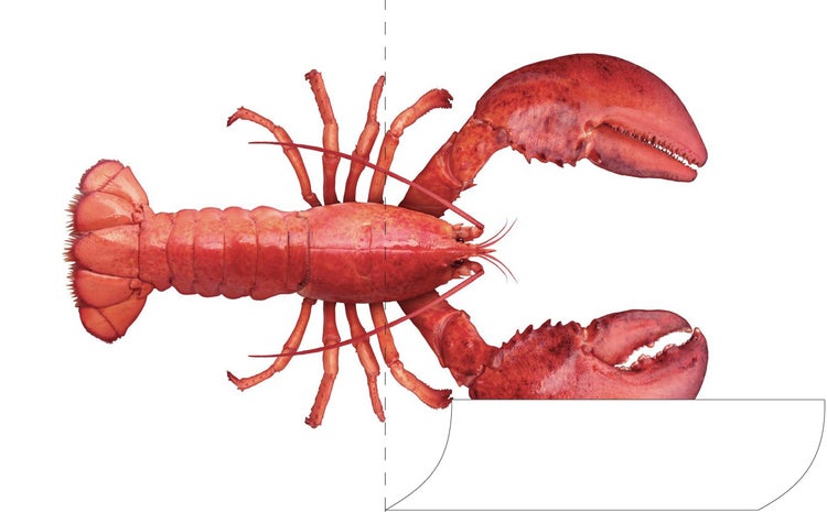 Abbildung eines Hummers