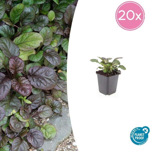 Dekoratives Zimmer mit Fahrrad, Regal und Berglandschaftsbild