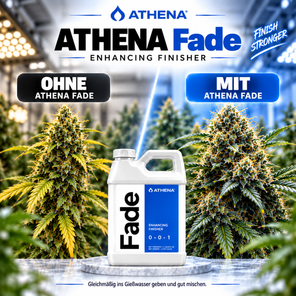 Athena Fade Enhancing Finisher Dünger in einem Kunststoffkanister vor einer Cannabis Pflanze als Vergleichsdarstellung.