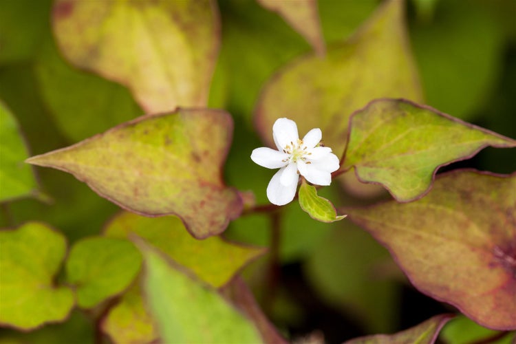 Houttuynia cordata 'Plena', Herzblatt, ca. 9x9 cm Topf, buntlaubig