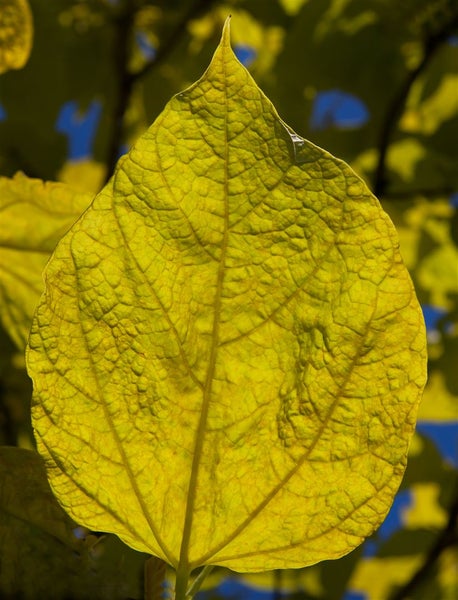 Catalpa bignonioides 'Aurea', Trompetenbaum, goldgelb, 100–125 cm