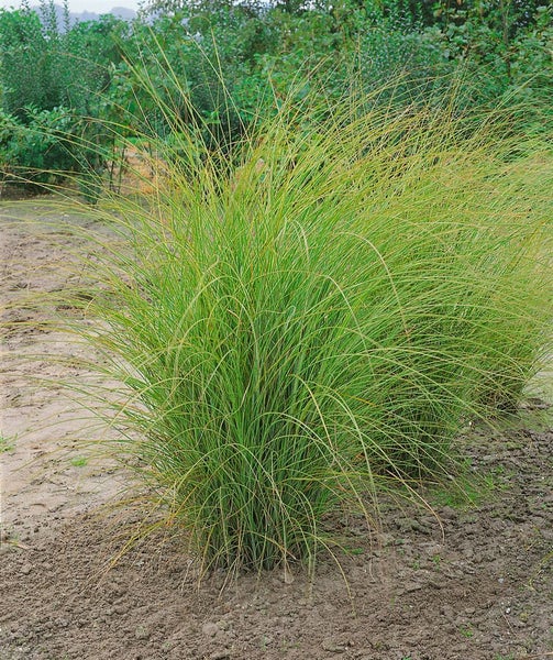 Chinaschilf im Gartenbeet