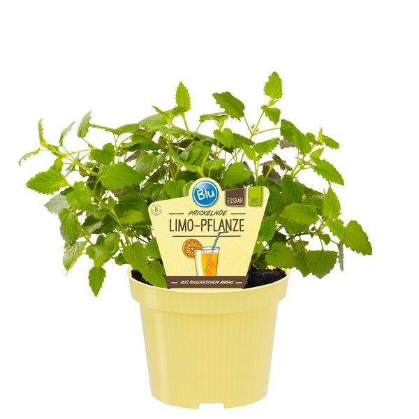 Limonadenpflanze - Limokraut in BIO-Qualität - Agastache mexicana - Kräuterpflanze im 12cm Topf