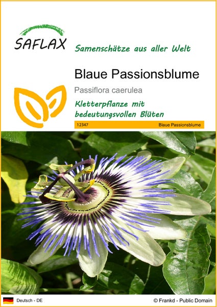 SAFLAX  - Blaue Passionsblume - Passiflora caerulea - 25 Samen