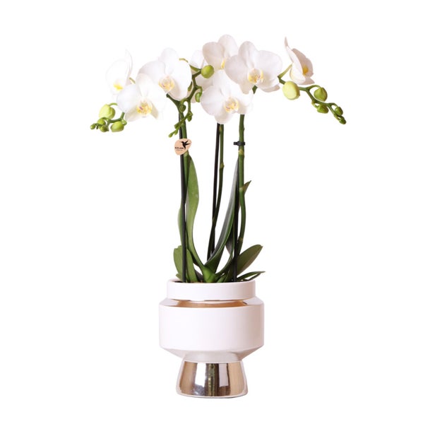 Kolibri Orchideen Weiße Phalaenopsis Orchidee Amabilis + Le Chic Deko-Topf silber Topfgröße 9cm 40cm hoch blühende Zimmerpflanze im Blumentopf frisch vom Züchter
