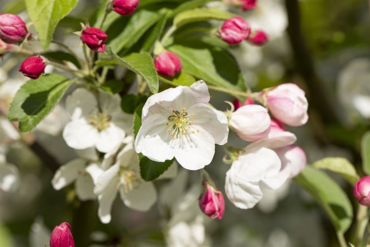 Apfelblüten an einem Ast mit grünen Blättern und geschlossenen Blütenknospen im Frühling