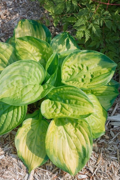 Hosta plantaginea 'Stained Glass', Funkie, gelb-grün, ca. 11x11 cm Topf