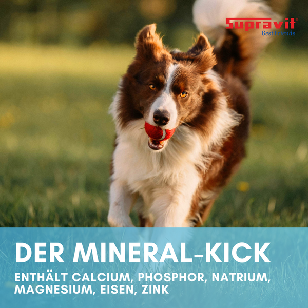 Hund rennt über Wiese mit Ball im Maul, beworben durch Supravit Best Friends mit Mineralstoffzusatz für Hunde.