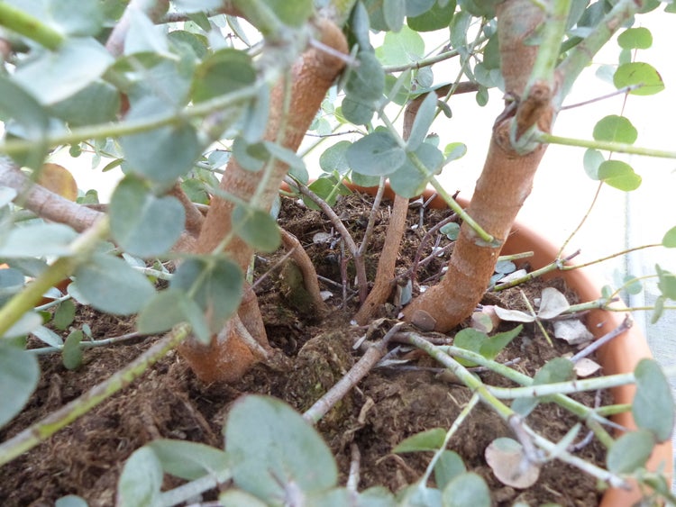 Nahaufnahme einer Eucalyptus Zimmerpflanze im Topf mit Erde