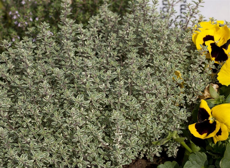 Thymus vulgaris, Echter Thymian, aromatisch, ca. 9x9 cm Topf