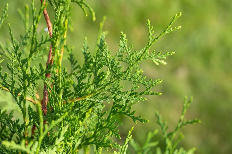 Thuja occidentalis 'Brabant', Lebensbaum, grün, 80–100 cm