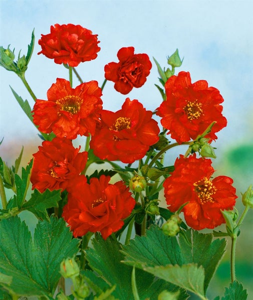 Geum chiloense 'Feuerball', Nelkenwurz, leuchtend rot, ca. 9x9 cm Topf