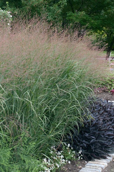 Ziergras im Gartenbeet