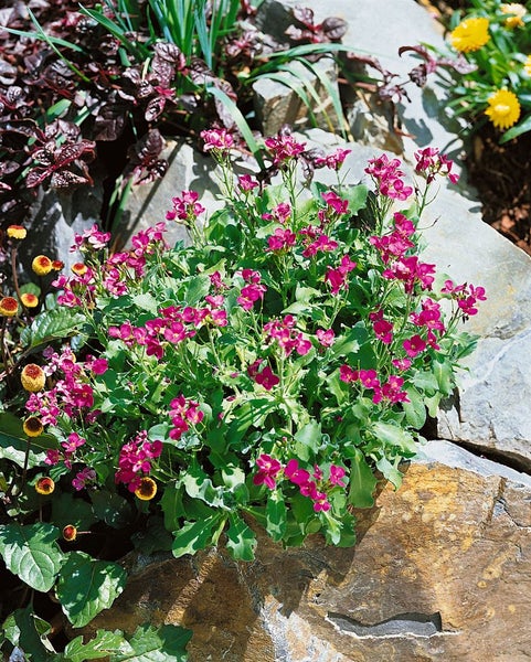Arabis x arendsii 'Compinkie', Gänsekresse, rosa, ca. 9x9 cm Topf