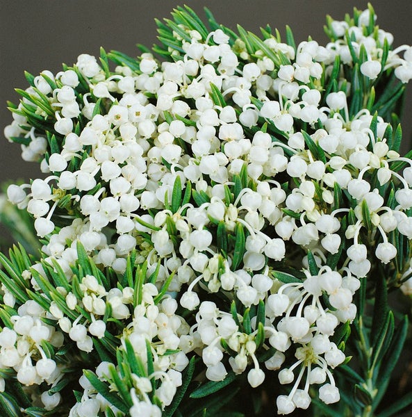 Detailaufnahme einer blühenden Schneeheide mit weißen Blüten