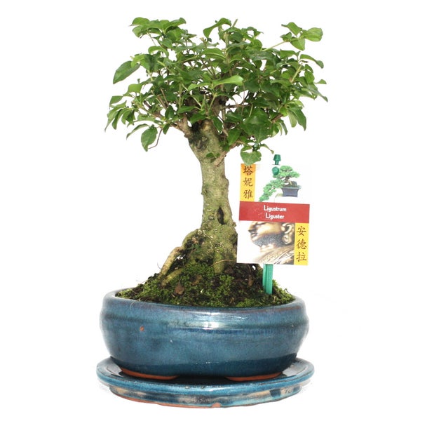 Bonsai Chin. Liguster - Ligustrum sinensis - ca. 6 Jahre - Kugelform