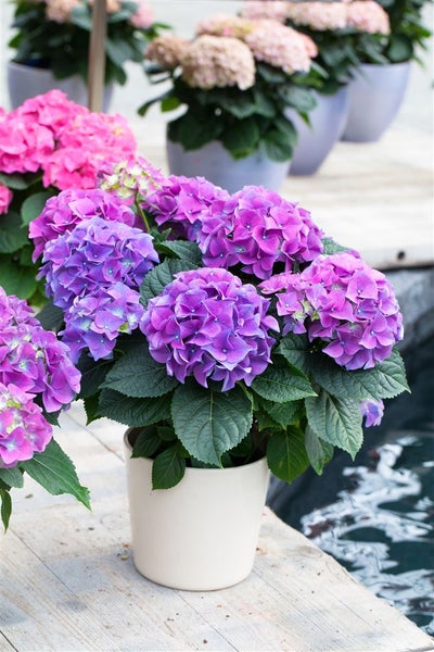 Blühende Hortensie im Topf
