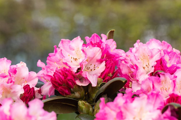Nahaufnahme von rosa Rhododendronblüten