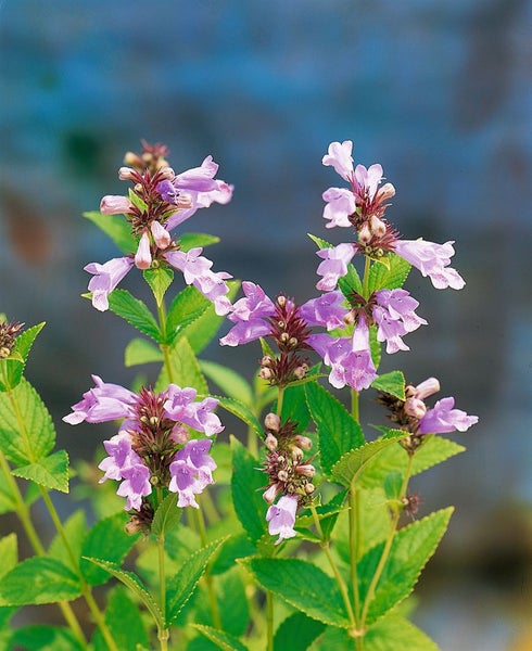 Nepeta subsessilis, Katzenminze, blauviolett, ca. 9x9 cm Topf