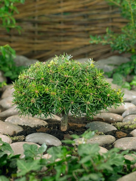 Abies koreana 'Kristallkugel', Tanne, kompakt, 15–20 cm