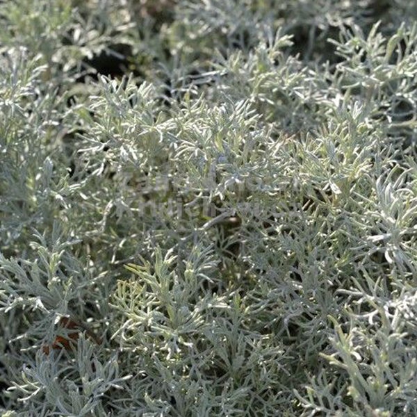 Silberblatt im Detail