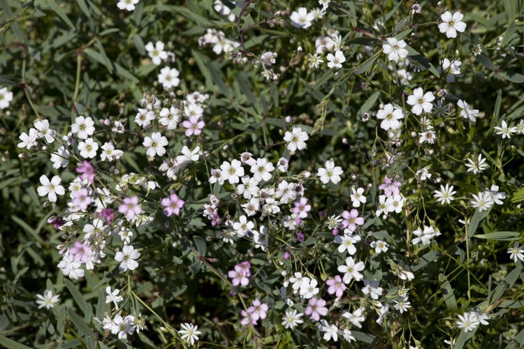 Gypsophila repens 'Rosea', Teppich-Schleierkraut, rosa, ca. 9x9 cm Topf