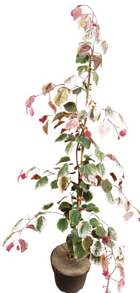 Judasbaum Cercis canadensis mit herzförmigen panaschierten Blättern im Pflanztopf als Ziergehölz für den Garten