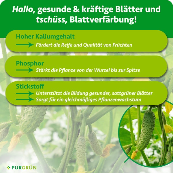Infografik zu Dünger mit Purgrün Logo: Kalium fördert Fruchtreife, Phosphor stärkt die Pflanze, Stickstoff unterstützt Blattbildung und Wachstum.
