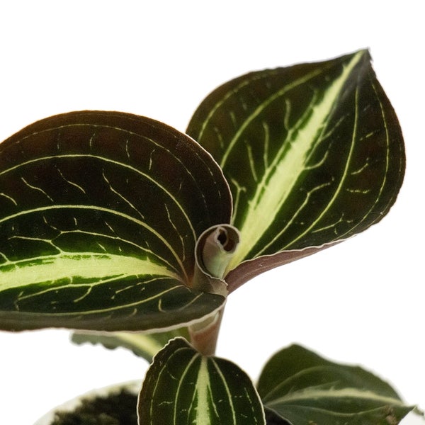 Juwelorchidee Macodes Anoectochilus Moonstone Mini-Erdorchidee mit ausgefallenen Blättern 6cm Topf