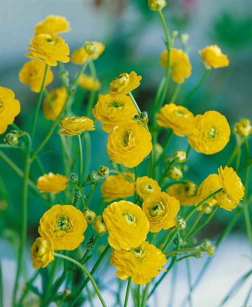 Ranunculus acris 'Multiplex', Gefüllter Hahnenfuß, ca. 9x9 cm Topf