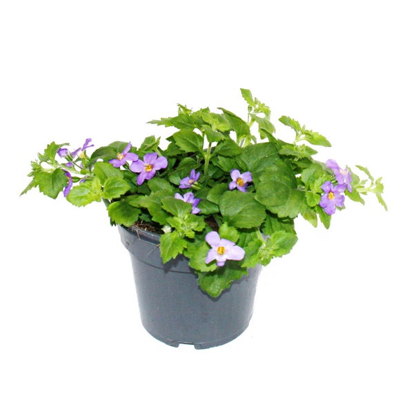 Schneeflockenblume - lila - Sutera diffusa - 11cm - Set mit 3 Pflanzen