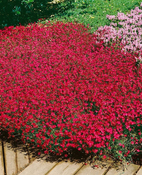 Dianthus deltoides 'Brillant', Heidenelke, leuchtend rot, ca. 9x9 cm Topf