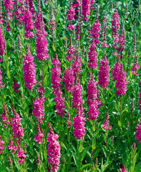 Lythrum salicaria 'Robert', Blutweiderich, rosa, ca. 11x11 cm Topf