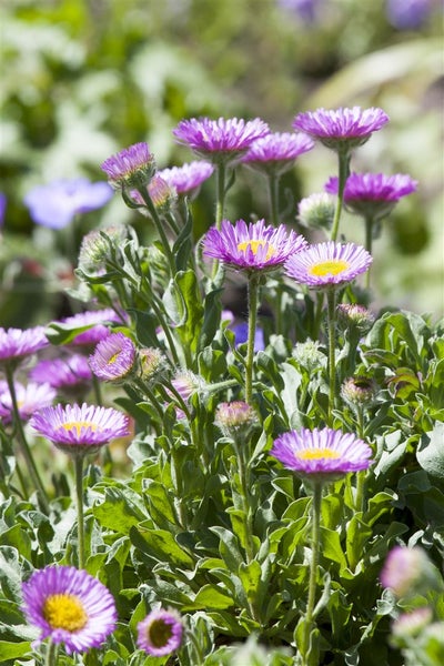Erigeron glaucus 'Sea Breeze -R-', Strand-Berufkraut, ca. 11x11 cm Topf
