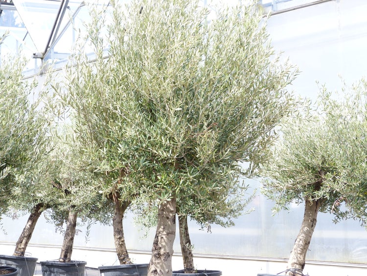 Premium Olivenbaum 250 cm buschige Krone, winterharte | HORNBACH