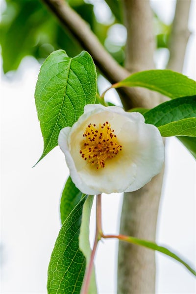 Blüte des Seidenkameliengewächses mit grünen Blättern