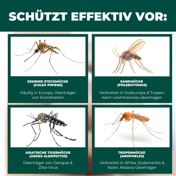 Infografik zeigt vier Mückenarten, die Krankheiten übertragen: Gemeine Stechmücke, Sandmücke, Asiatische Tigermücke und Tropenmücke.