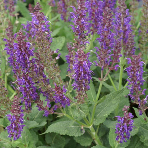 Blühende Salbeipflanze im Garten