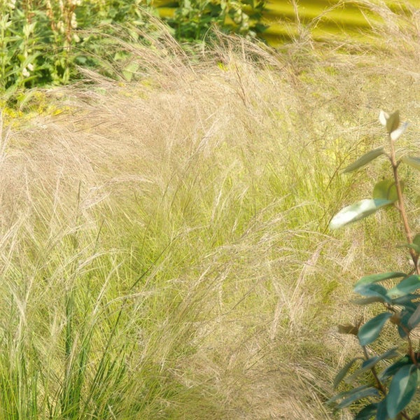 Ziergras - Mexikanisches Federgras - Stipa tenuissima 'Ponytails' - 9cm Topf - Set mit 60 Pflanzen