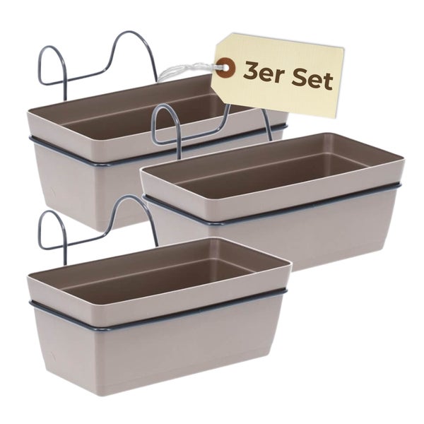 Senecio in einem Topf