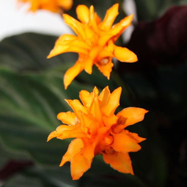 Nahaufnahme von Calathea crocata Pflanzenblüten