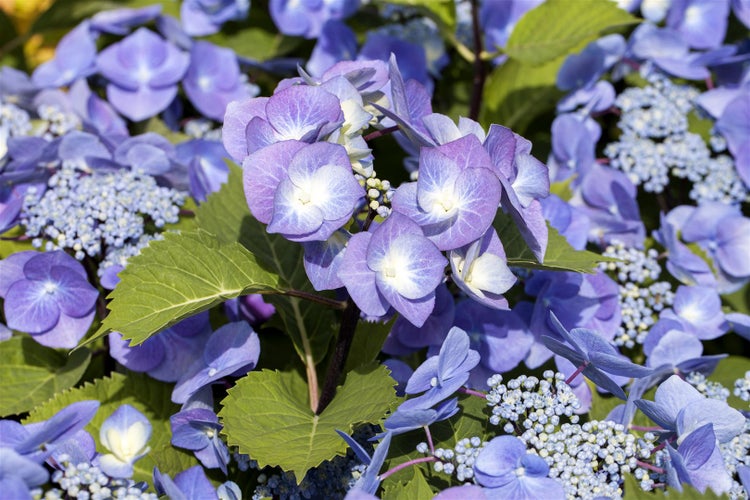 Nahaufnahme von violetten Hortensienblüten und grünen Blättern.